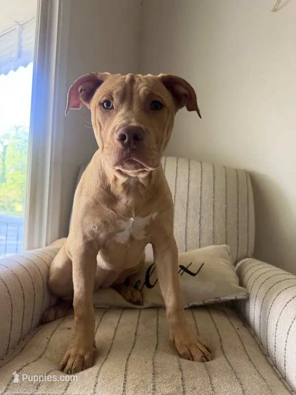 Nala, a female American Bully for sale in Baltimore, MD – 1 of 3