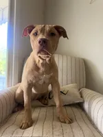 Nala, a female American Bully for sale in Baltimore, MD – 2 of 3