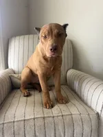 Foxy, a female American Bully for sale in Baltimore, MD – 5 of 5