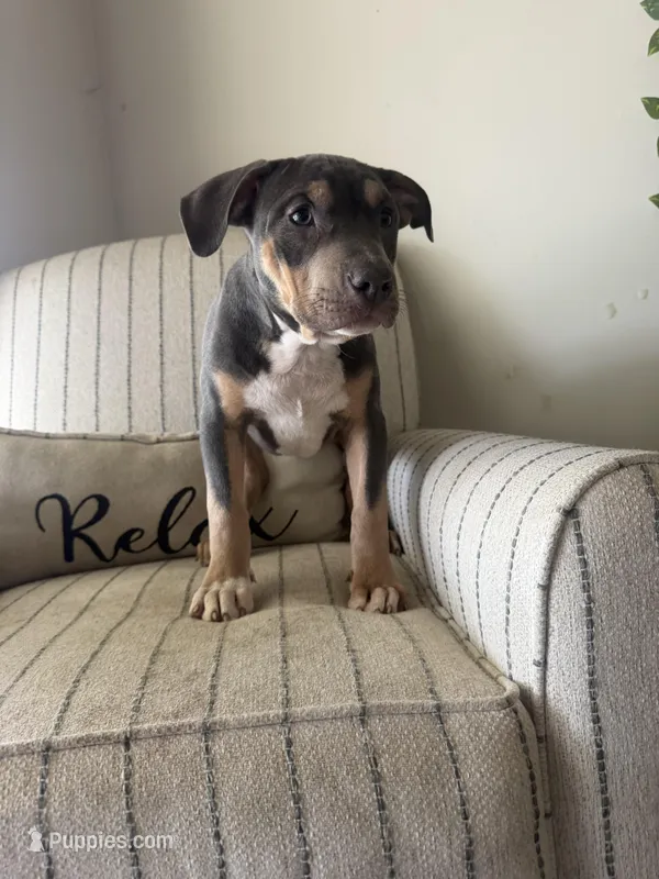Ari, a female American Bully for sale in Baltimore, MD – Photo 1 of 3