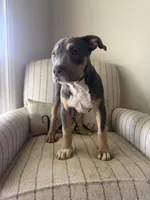 Ari, a female American Bully for sale in Baltimore, MD – Photo 2 of 3