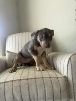 Ari, a female American Bully for sale in Baltimore, MD – Photo 3 of 3