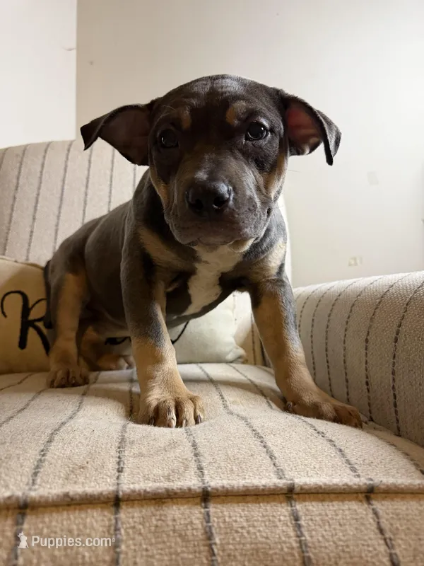 Fatty Poo, a female American Bully for sale in Baltimore, MD – Photo 1 of 3
