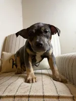Fatty Poo, a female American Bully for sale in Baltimore, MD – Photo 2 of 3