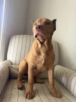 Foxy, a female American Bully for sale in Baltimore, MD – 2 of 5