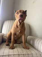 Foxy, a female American Bully for sale in Baltimore, MD – 3 of 5