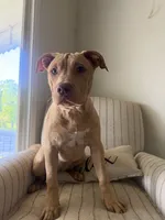 Nala, a female American Bully for sale in Baltimore, MD – 3 of 3