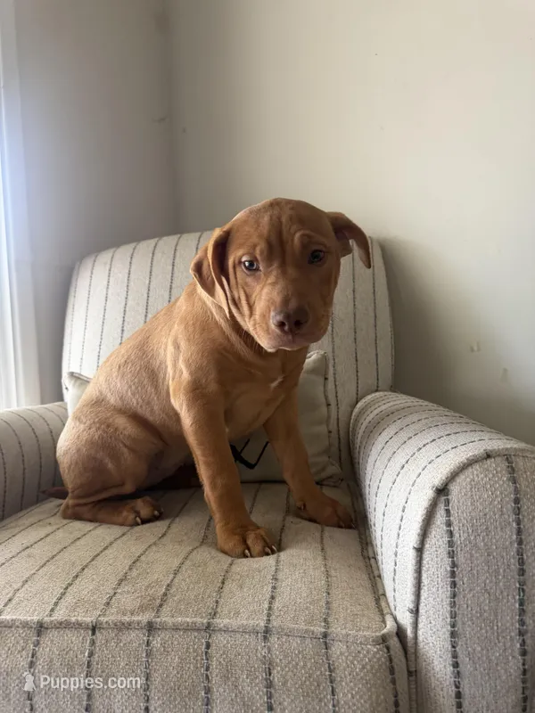 Cliffette, a female American Bully for sale in Baltimore, MD – Photo 1 of 3