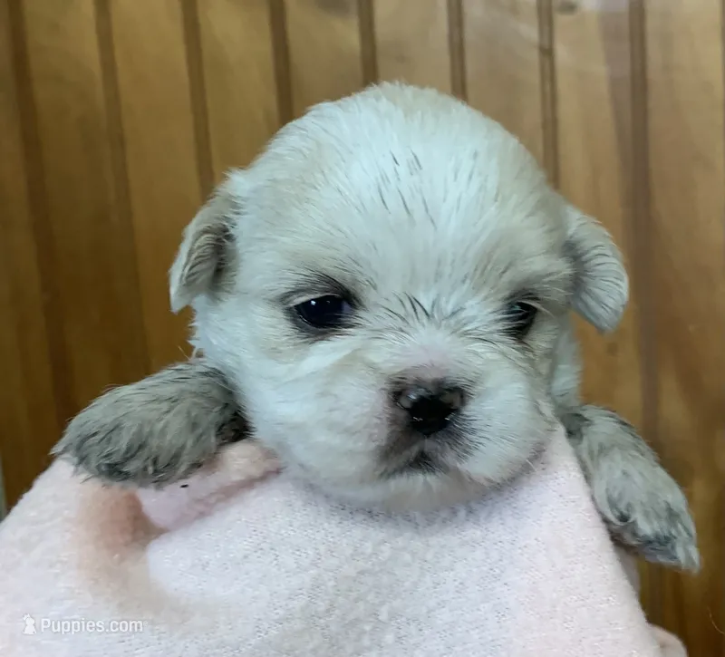 Ami – Shih Tzu puppy for sale in Adel, GA