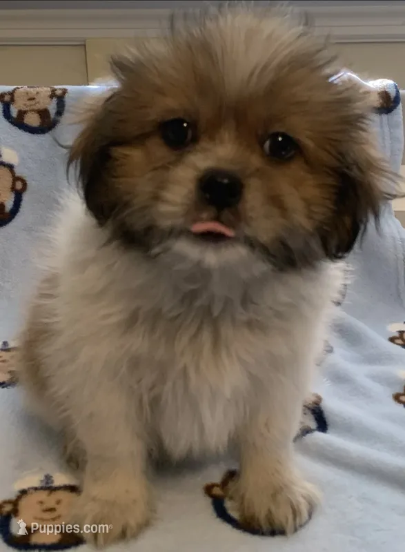 Bobby – Shih Tzu puppy for sale in Adel, GA