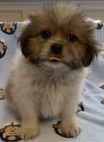 Bobby, a male Shih Tzu for sale in Adel, GA – 1 of 7