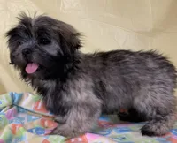Sassy , a female Shih Tzu for sale in Adel, GA – 2 of 5