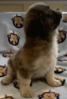 Bear, a male Shih Tzu for sale in Adel, GA – 3 of 6