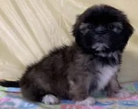 Sonny, a male Shih Tzu for sale in Adel, GA – 2 of 10