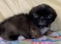 Sonny, a male Shih Tzu for sale in Adel, GA – 7 of 10