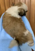 Baby Boy, a male Shih Tzu for sale in Adel, GA – 5 of 7