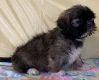 Sonny, a male Shih Tzu for sale in Adel, GA – 4 of 10