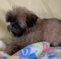Red, a female Shih Tzu for sale in Adel, GA – 5 of 10