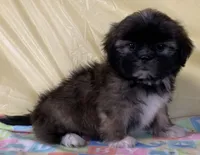 Sonny, a male Shih Tzu for sale in Adel, GA – 3 of 10