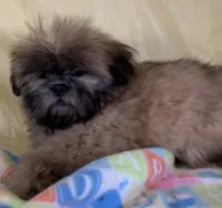 Red, a female Shih Tzu for sale in Adel, GA – 8 of 10