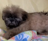 Red, a female Shih Tzu for sale in Adel, GA – 7 of 10