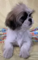 Baby, a female Shih Tzu for sale in Adel, GA – 4 of 5