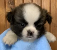 Bear, a male Shih Tzu for sale in Adel, GA – 2 of 8