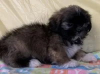 Sonny, a male Shih Tzu for sale in Adel, GA – 6 of 10