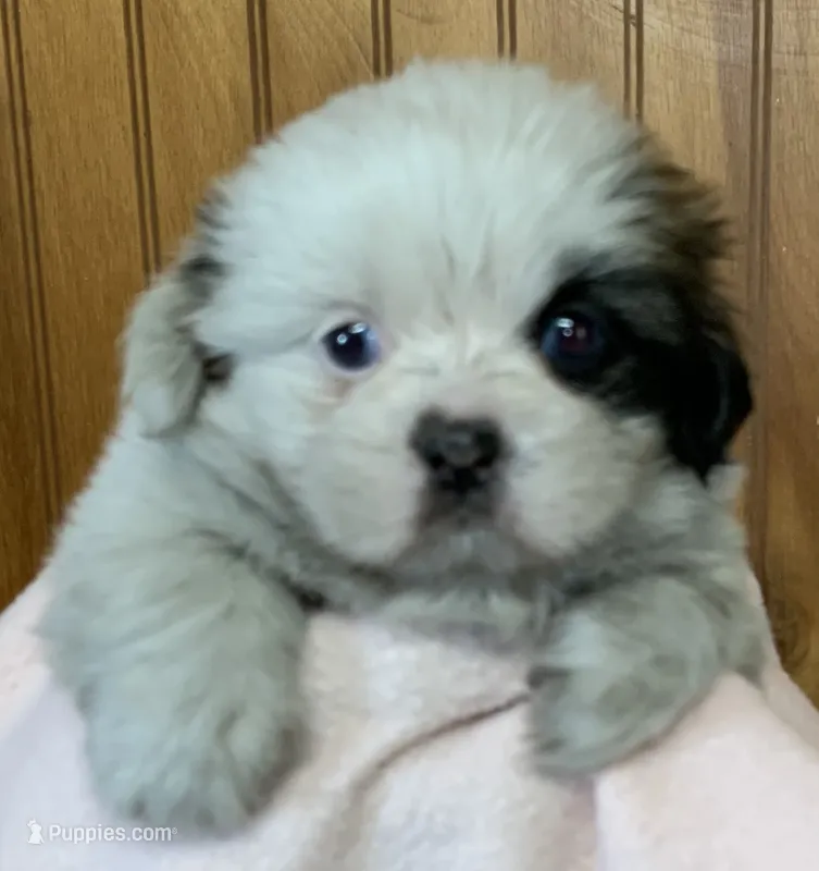 Dina – Shih Tzu puppy for sale in Adel, GA