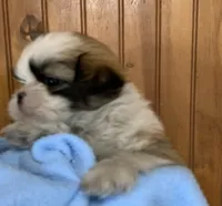Baby Boy, a male Shih Tzu for sale in Adel, GA – 2 of 7