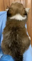 Bennie, a male Shih Tzu for sale in Adel, GA – 4 of 5