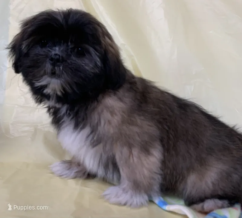 Sonny – Shih Tzu puppy for sale in Adel, GA