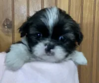 Bittie, a female Shih Tzu for sale in Adel, GA – 4 of 8