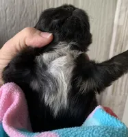Black Magic, a female Shih Tzu for sale in Adel, GA – Photo 6 of 6