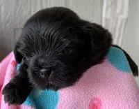 Black Magic, a female Shih Tzu for sale in Adel, GA – Photo 1 of 6