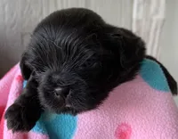 Black Magic, a female Shih Tzu for sale in Adel, GA – Photo 2 of 6