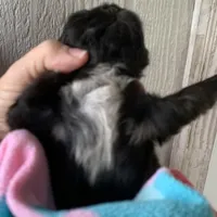 Black Magic, a female Shih Tzu for sale in Adel, GA – Photo 3 of 6