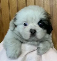 Dina, a female Shih Tzu for sale in Adel, GA – 2 of 5