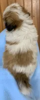 Chance, a male Shih Tzu for sale in Adel, GA – 5 of 5