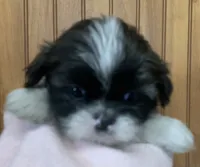 Bittie, a female Shih Tzu for sale in Adel, GA – 3 of 8