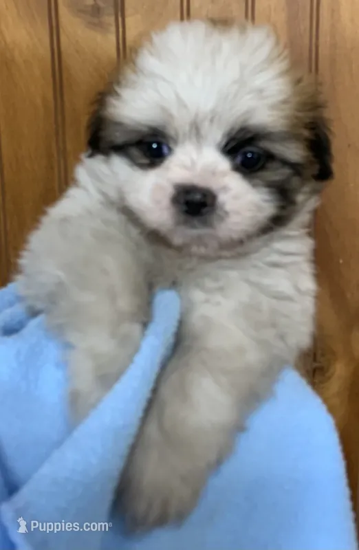 Chance – Shih Tzu puppy for sale in Adel, GA