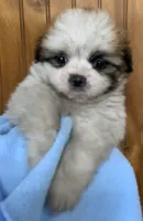 Chance, a male Shih Tzu for sale in Adel, GA – 1 of 5