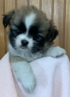 Baby, a female Shih Tzu for sale in Adel, GA – 2 of 5
