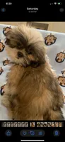Bennie, a male Shih Tzu for sale in Adel, GA – 1 of 6