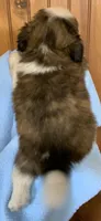 Bear, a male Shih Tzu for sale in Adel, GA – 5 of 8