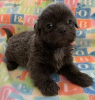 Smokey, a male Shih Tzu for sale in Adel, GA – Photo 6 of 10