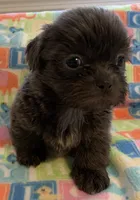 Smokey, a male Shih Tzu for sale in Adel, GA – Photo 2 of 10