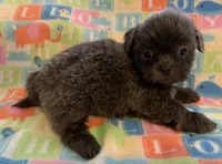 Smokey, a male Shih Tzu for sale in Adel, GA – Photo 8 of 10