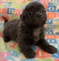 Smokey, a male Shih Tzu for sale in Adel, GA – Photo 9 of 10