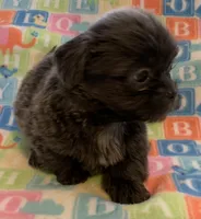 Smokey, a male Shih Tzu for sale in Adel, GA – Photo 1 of 10